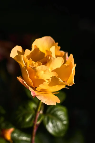 Hermosa Rosa Amarilla Bokeh Fotografía — Foto de Stock