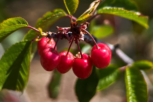 Cinco Cerezas Una Rama Con Hojas —  Fotos de Stock