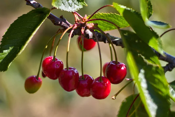 Red Cherries Branch Leaves Stock Photo