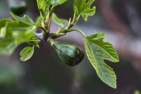 Grøn Frugt Gren Med Blade - Stock-foto