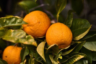 Yaprakları ile bir dalda iki portakal