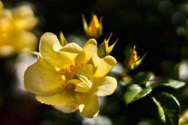 Yellow flower with buds in a bokeh photo