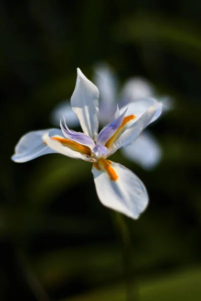 Fiore Bianco Arancio Viola Una Fotografia Bokeh — Foto Stock