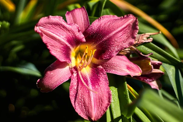 Červený Ibišk Květináč Rosy — Stock fotografie