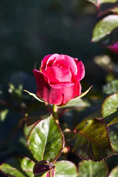 Rose Rose Dans Jardin Bokeh Photographie — Photo