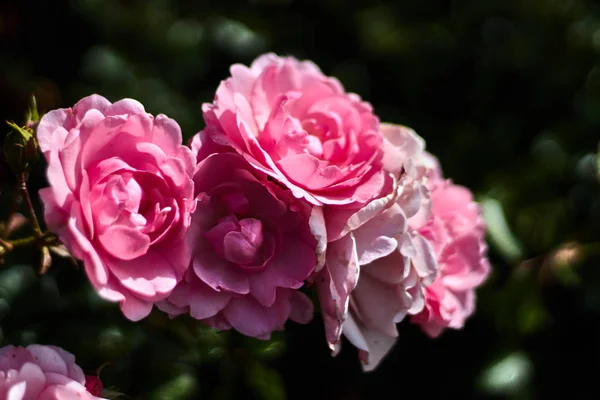 Rosas Rosadas Jardín Bokeh Fotografía — Foto de Stock