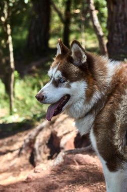 Ormanda kahverengi ve beyaz husky
