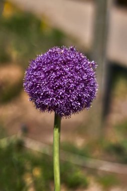 Bir bahçede mor ve küresel çiçek