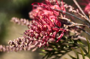 Kırmızı ve garip Avustralya çiçek