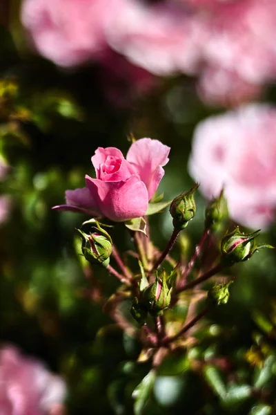 Rosa Rosa Brotes Jardín — Foto de Stock