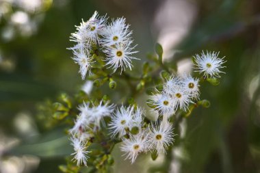 Okaliptüs beyaz çiçekleri ile Şube