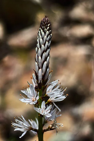 Белый Черный Пиренейский Цветок — стоковое фото