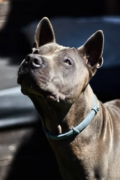 Brown dog watching the sky