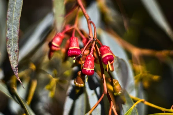 Red fruits of eucalyptus on a branch