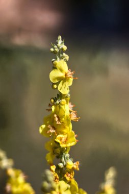 Daldaki sarı çiçekler