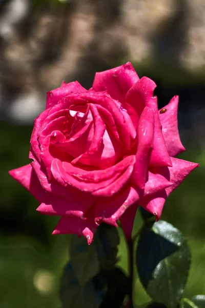 Rosa Rosa Con Una Pequeña Mariquita — Foto de Stock