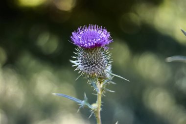 Bir botanik bahçesinde süt devedikeni