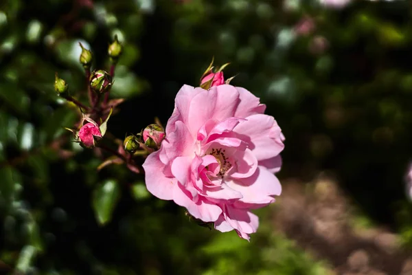 Różowa Róża Pączkami Ogrodzie — Zdjęcie stockowe