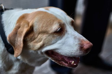 Beyaz ve sarışın köpek portresi, sıcak, sokağın ortasında. Hayvanlar için aşk