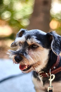 Küçük, siyah ve sarışın köpek portresi, yaz aylarında sıcak geçen. Hayvanlara karşı sevgiler. Doğa.