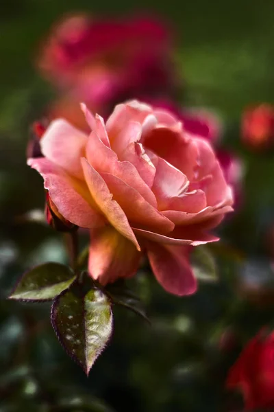 Piękna Pomarańczowa Róża Zielonymi Liśćmi Ogrodzie Botanicznym Miłośnicy Przyrody Kwiatów — Zdjęcie stockowe