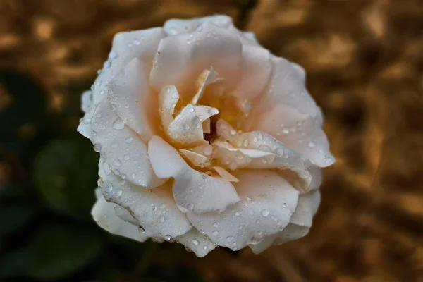 Hermosa Rosa Blanca Bañada Por Las Gotas Lluvia Jardín Botánico — Foto de Stock