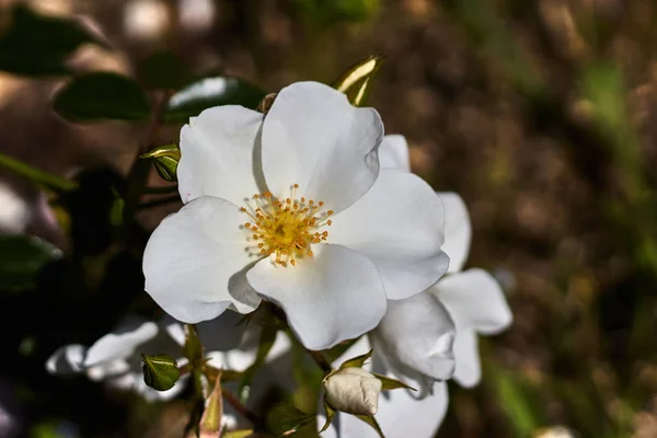 Flor Con Pétalos Blancos Pistilo Amarillo —  Fotos de Stock