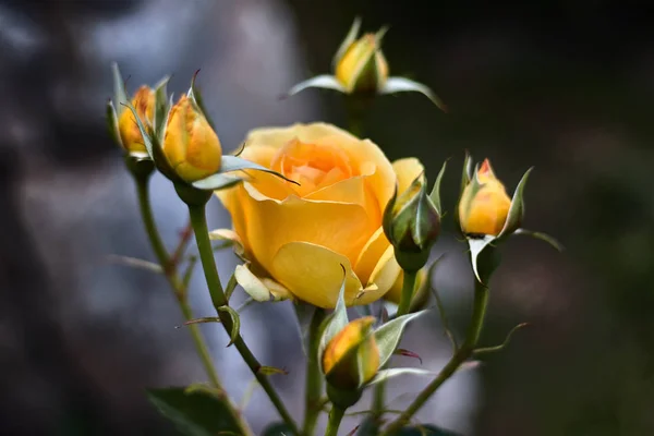 Beautiful Yellow Rose Six Buds — Stock Photo, Image