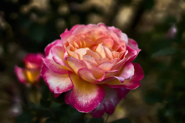 Rosa Bonita Com Pétalas Multicoloridas — Fotografia de Stock