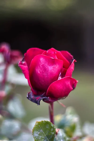 Mooie Rode Roos Met Groen Blad — Stockfoto