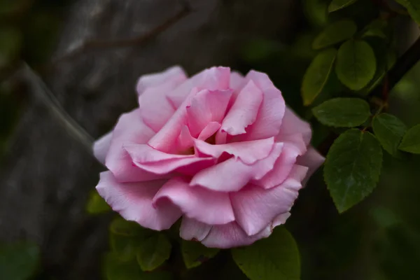Róża Różowymi Płatkami Zielonymi Liśćmi Ogrodzie — Zdjęcie stockowe