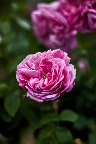 Hermosa Rosa Rosa Jardín — Foto de Stock