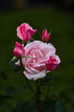 Dört tomurcukları ile pembe gül