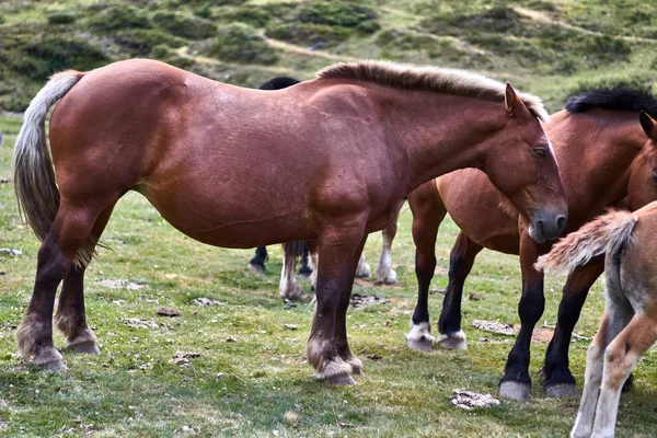 Cavalo Castanho Com Outros Cavalos Montanha — Fotografia de Stock