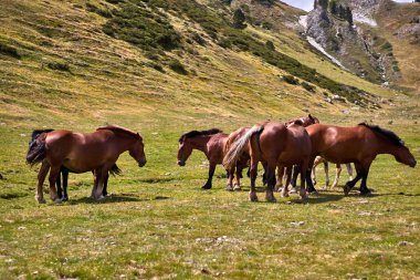 Bir vadide birkaç at