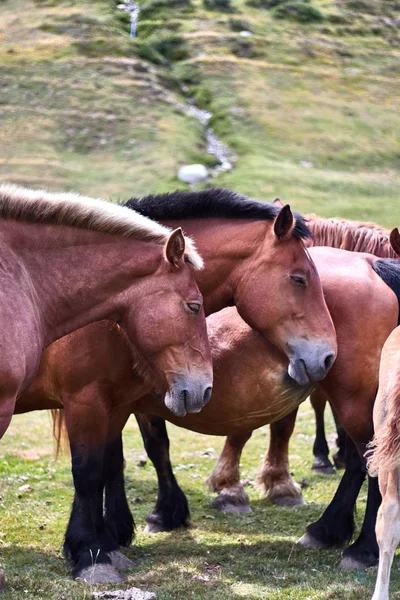 Famiglia Cavalli Nel Campo — Foto Stock