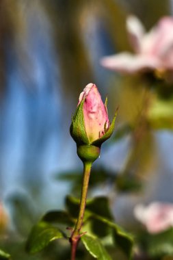 Yeşil saplı gül tomurcuk