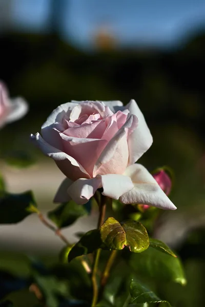 Belle Rose Blanche Aux Feuilles Vertes — Photo
