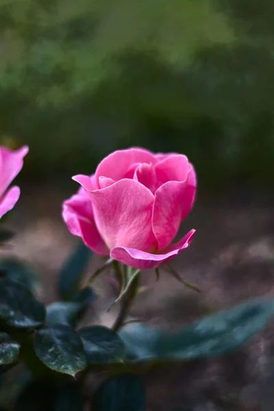 Rosa Pequeña Jardín — Foto de Stock