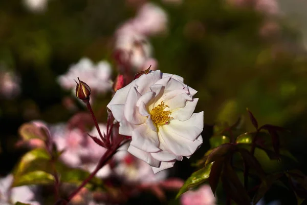 白い花びらと黄色い雌しやきのあるバラ — ストック写真