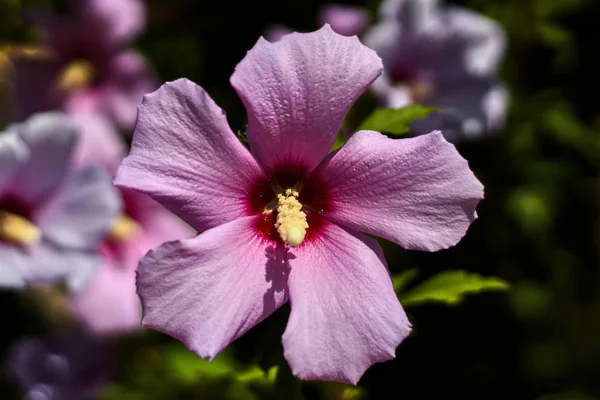 庭に緑の葉を持つ美しい紫色の花 — ストック写真