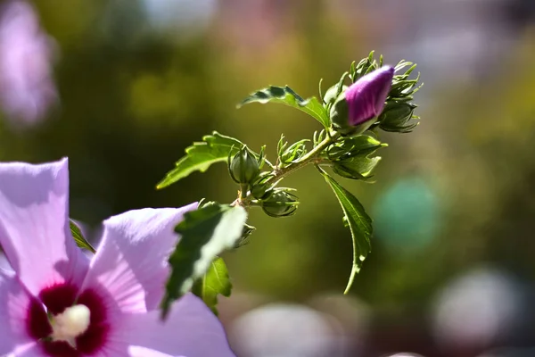 Bud Από Μωβ Λουλούδι Ένα Στέλεχος Πράσινα Φύλλα — Φωτογραφία Αρχείου