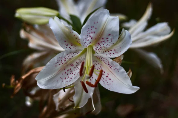 Lys Blanc Avec Pistil Grenat — Photo