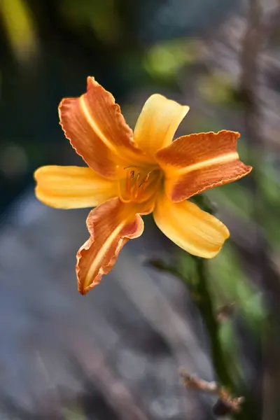 庭にオレンジ色の花びらを持つユリ — ストック写真