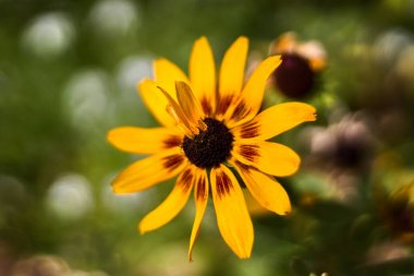 Sarı ve kahverengi yaprakları ile Çiçek