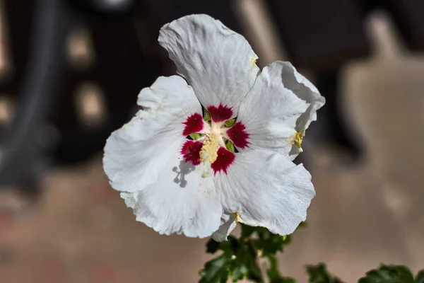 Цветок Белыми Лепестками Желтым Пестиком — стоковое фото