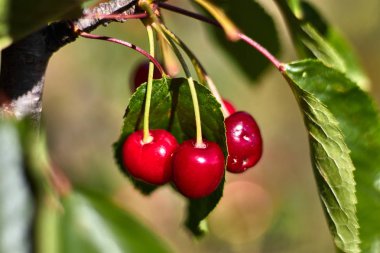 Yeşil yaprakları olan bir dal üzerinde kırmızı kiraz