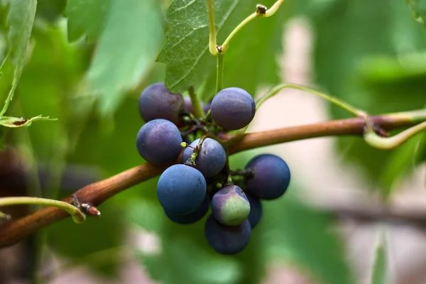Фіолетовий Виноград Гілці Зеленим Листям — стокове фото