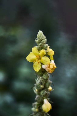 Tomurcukları ile bir kök üzerinde Yalnız sarı çiçek