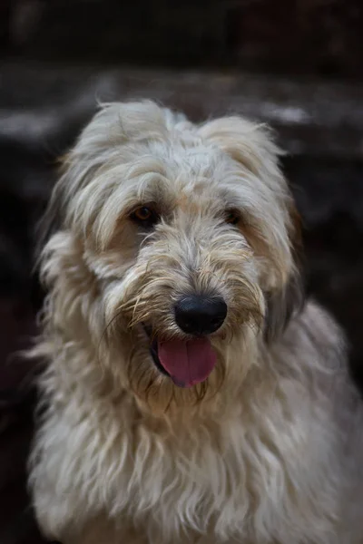 Bellissimo Cane Molto Peloso Bianco — Foto Stock